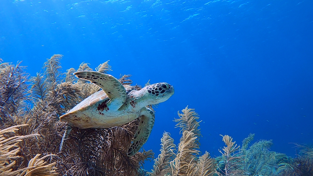 Bonaire