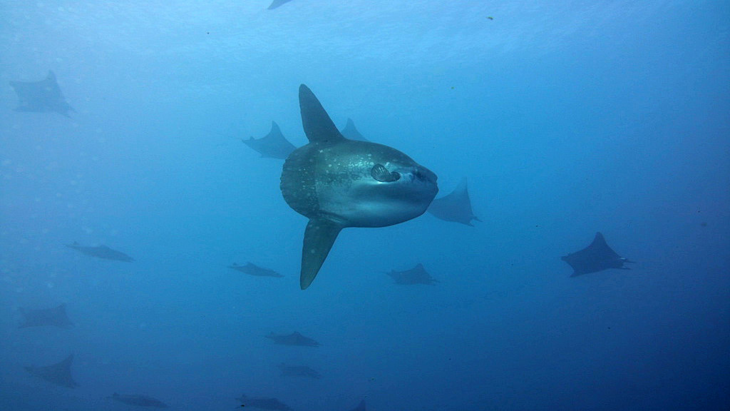 Galápagos